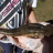 Queensland flatty